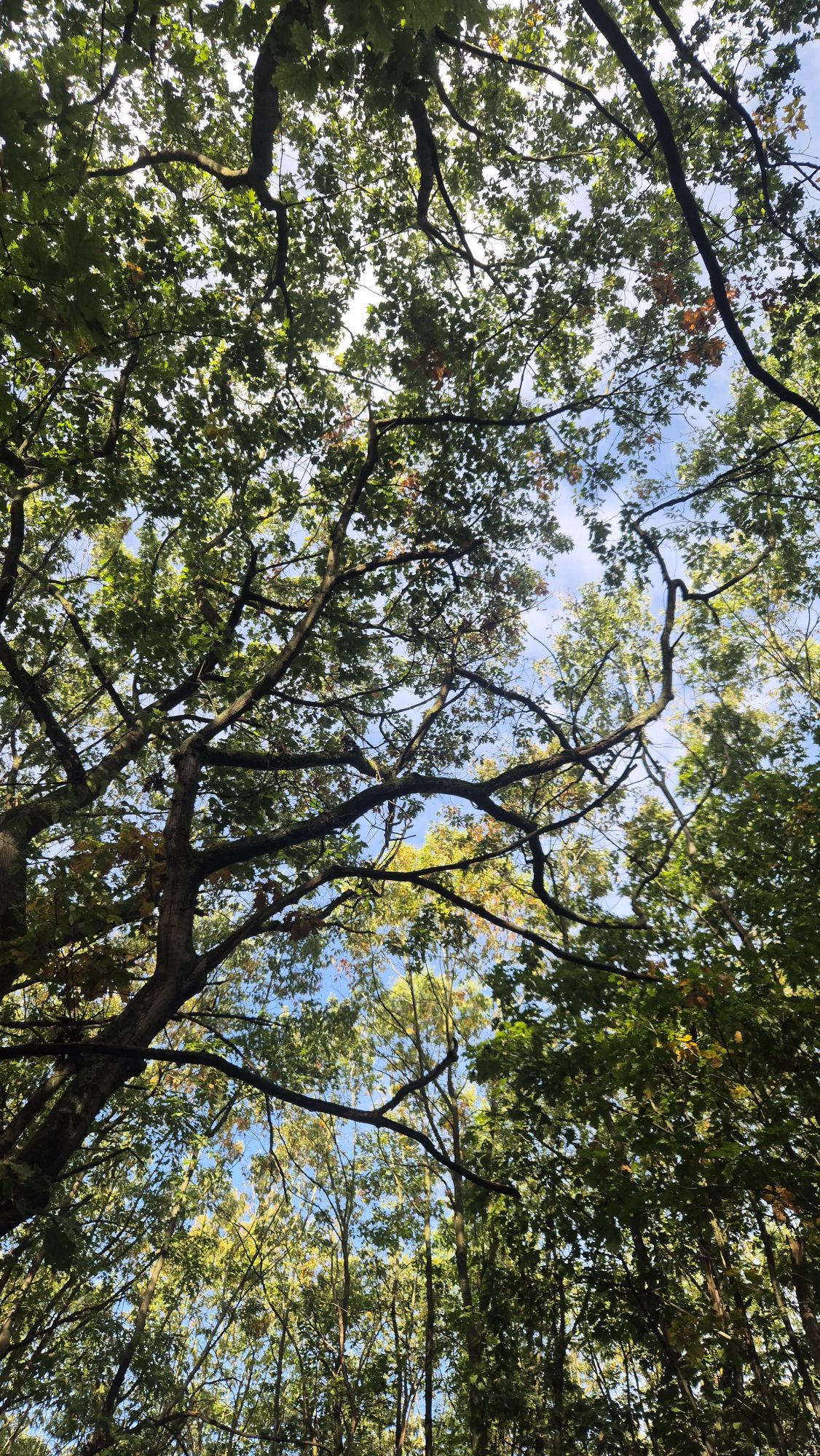📸Het loslaten van de natuur: Mindful wandelen in het herfstbos