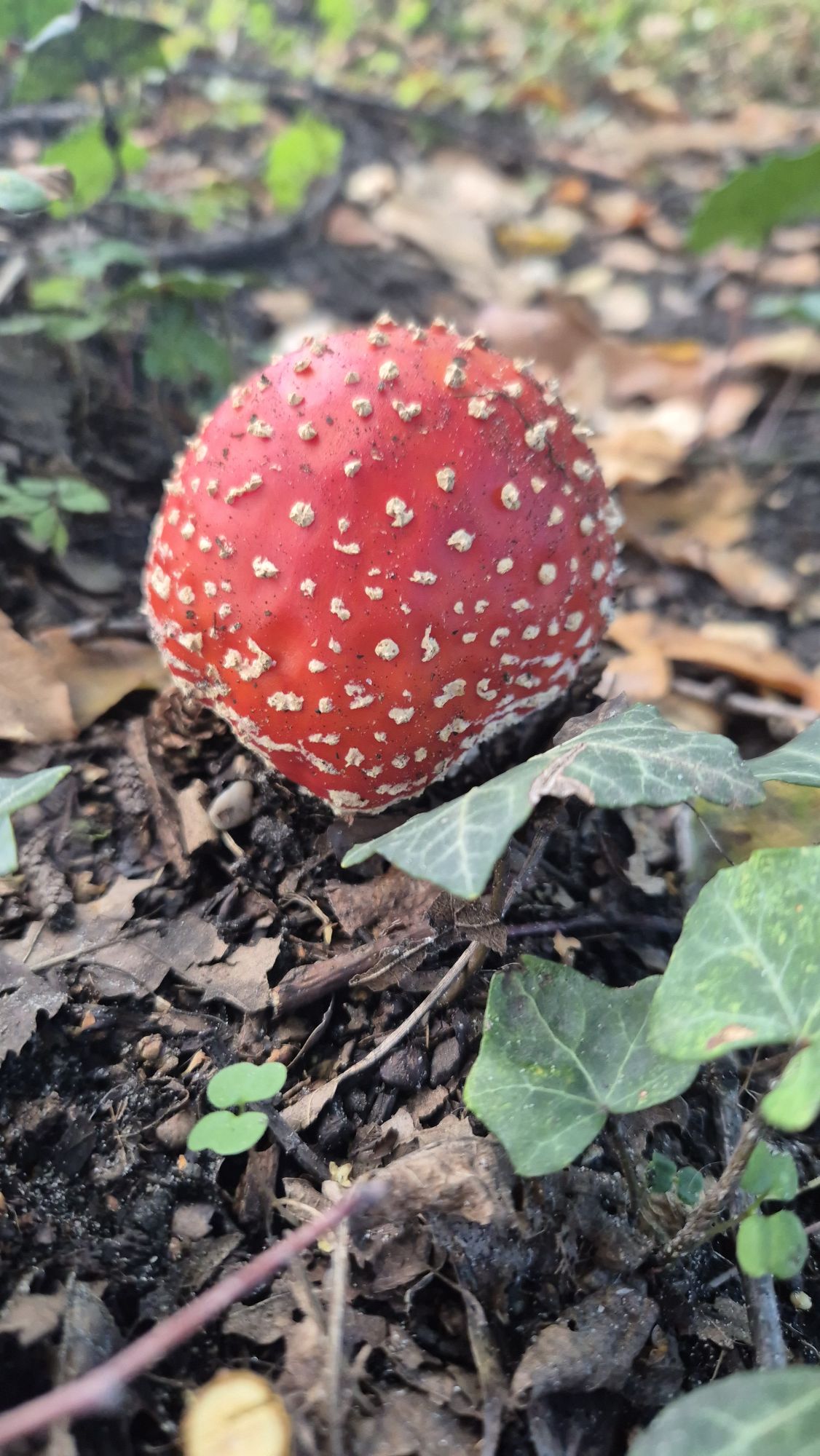Paddenstoelen.