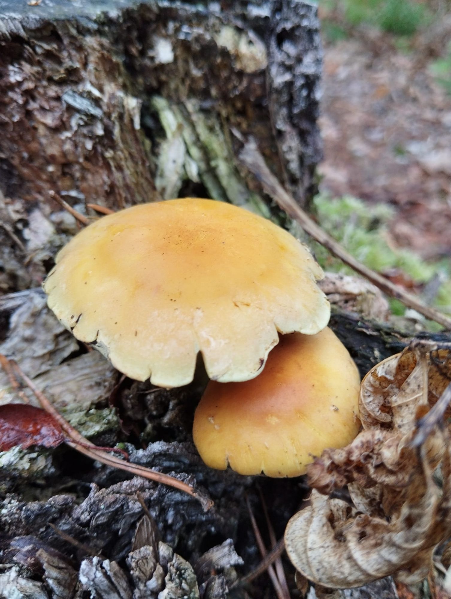 Paddenstoelen.